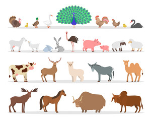 Farm animal and bird set. Duck and sheep