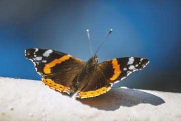 Butterfly macro shoot