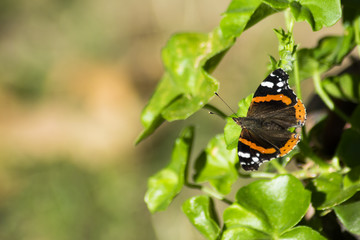 Butterfly macro shoot