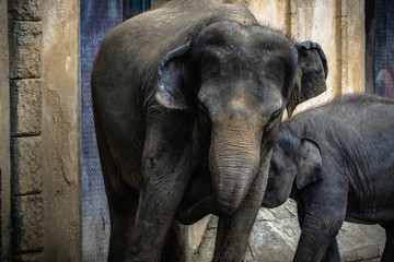 Naklejka premium Tiere im Zoo