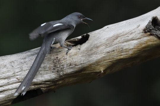 Long-tailed Sibia bird