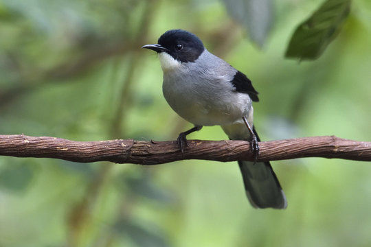 Black-headed Sibia bird