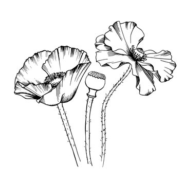 Decorative elements set. Hand drawn vector Line art ink illustration of tree poppy flowers bouquet. Picture frames.