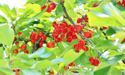 さくらんぼ狩り