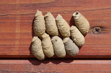 The clay nests of wasps sceliphron on the wooden surface