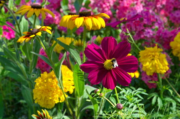 The cosmos flower with the bumblebee among the garden flowers