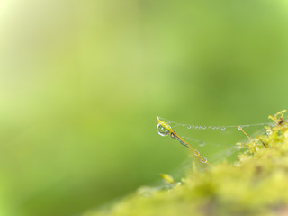 Macro waterdrop on green moss 2