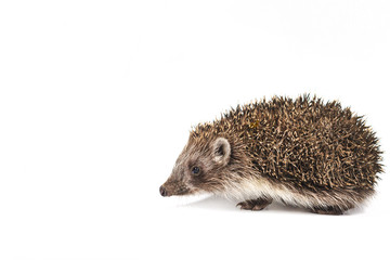 Hedgehog isolated on white background