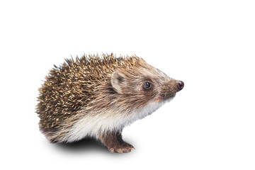 Hedgehog with an interesting view is isolated on a white background