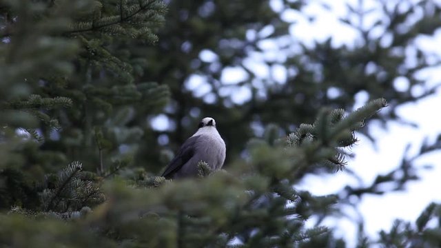 M&eacute;sangeai du Canada