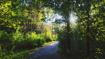 Fototapeta premium morning in the forest