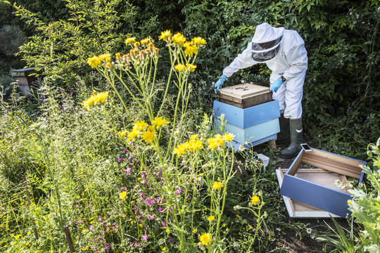 Beekeper wearing protective suit at work, inspecting wooden beehive.
