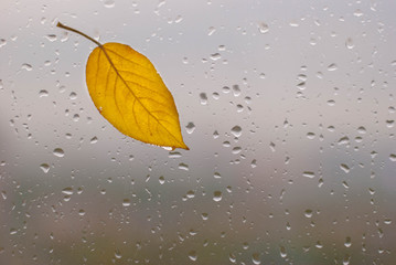 bright yellow autumn leaf on wet glass against a gray cloudy day