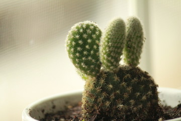 Closeup of small cactus