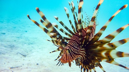 Close-up of a Spotfin Lionfish (Pterois Antennata), Maldives.