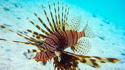 Close-up of a Spotfin Lionfish (Pterois Antennata), Maldives.