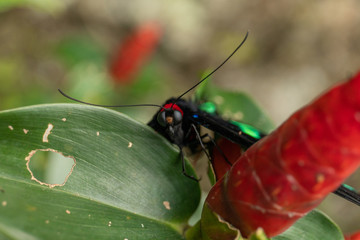 Schmetterling auf Pflanze in Garten