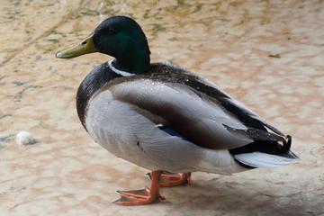 Ente