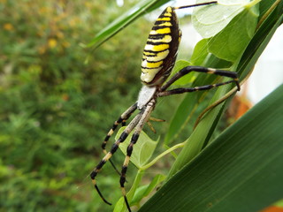 ナガコガネグモ spider