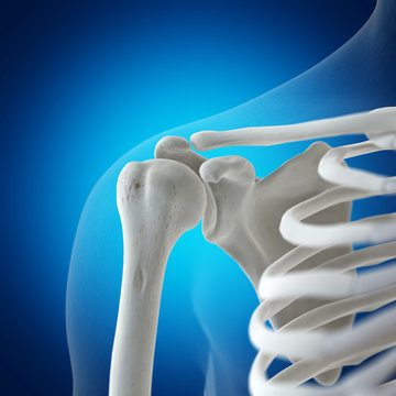 รูปภาพCoracoid – เลือกดูภาพถ่ายสต็อก เวกเตอร์ และวิดีโอ1,083 | Adobe Stock