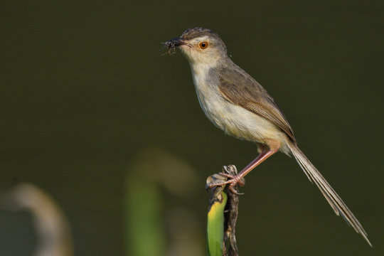 Plain prinia bird