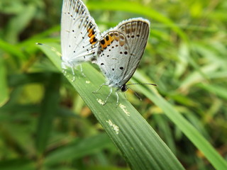 ツバメシジミ 交尾 Short-tailed Blue
