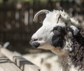portrait of a ram with horns on nature