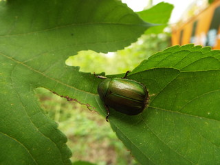 アオドウコガネ japanese beetle