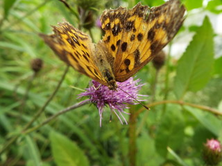 キタテハ butterfly