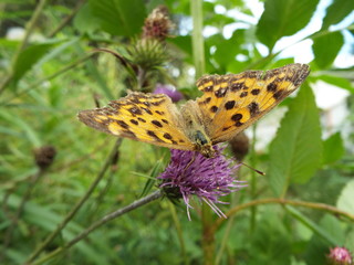 キタテハ butterfly