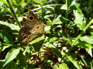 ヒメウラナミジャノメ argus rings
