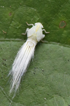 Leafhopper china