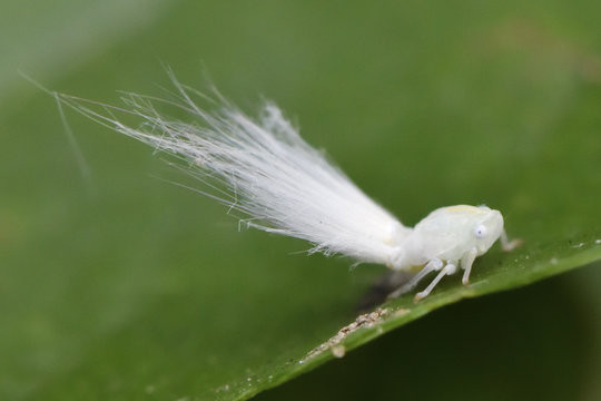 Leafhopper china