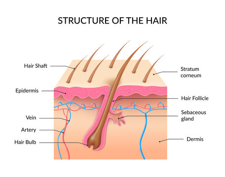 Realistic Human Hair Anatomy Infographics