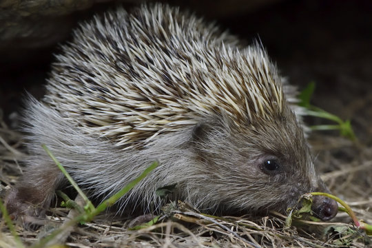 Amur Hedgehog