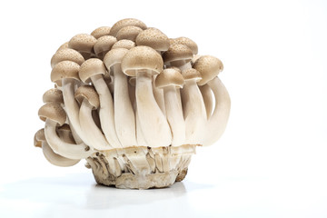 'Mushroom' good food from nature for good health.