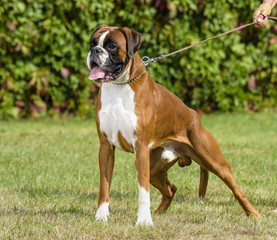 boxer dog