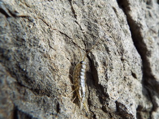 フナムシ ligia exotica