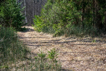 old road in forest in springtime