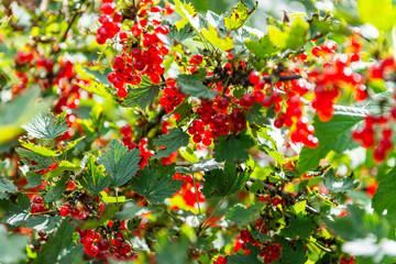 Obraz premium Red currants in the garden