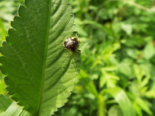 カメムシ 幼体 stink bug
