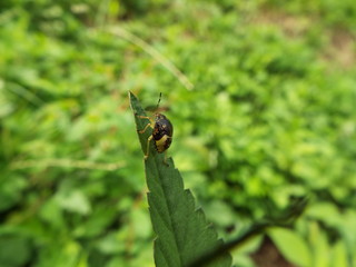 カメムシ 幼体 stink bug