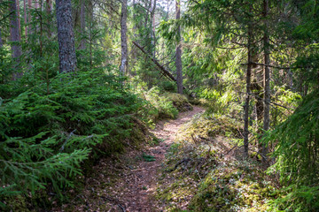 old road in forest in springtime