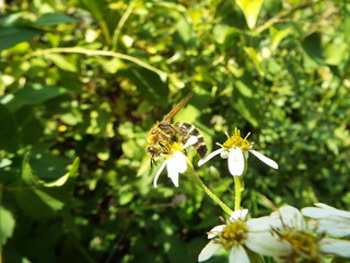 キンケハラナガツチバチ bee