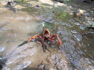 ザリガニ crayfish