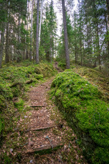 old road in forest in springtime