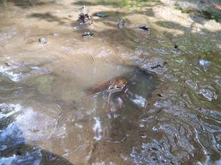 Obraz premium ザリガニ crayfish