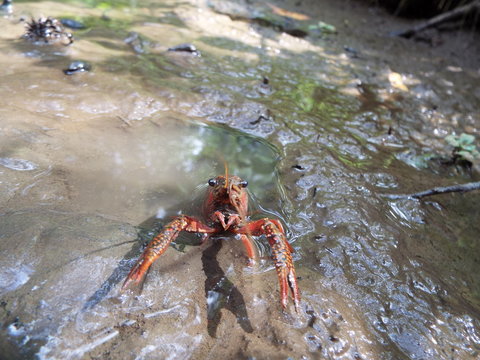ザリガニ crayfish