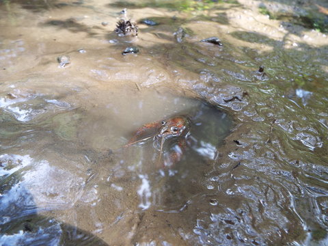 ザリガニ crayfish