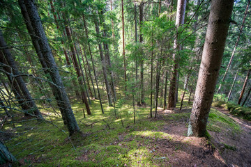 old road in forest in springtime